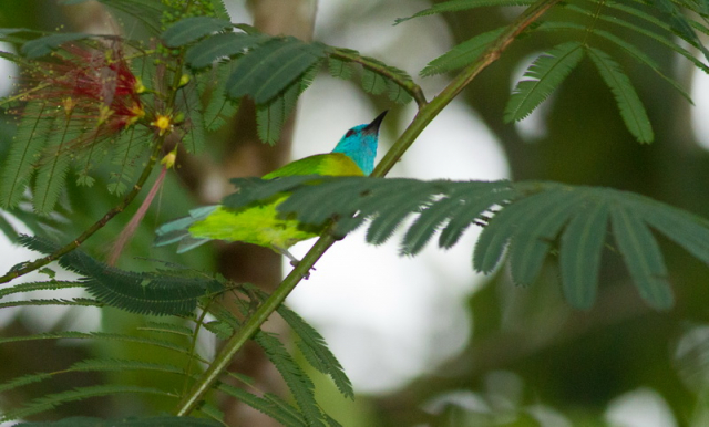 Blue-masked leafbird