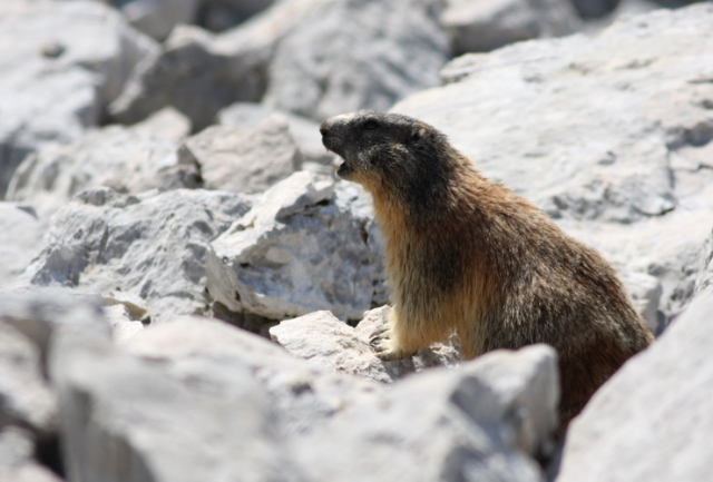 mormota, Marmot