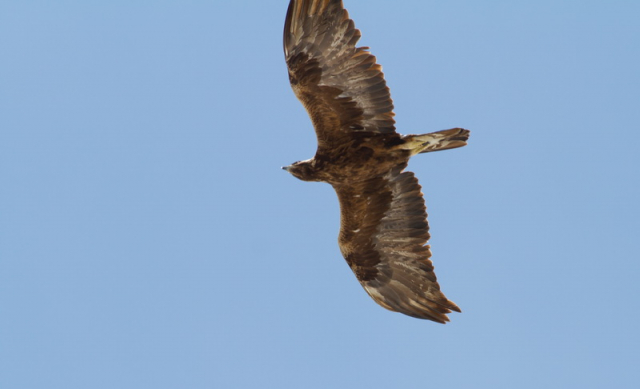 szirtisas, Golden eagle