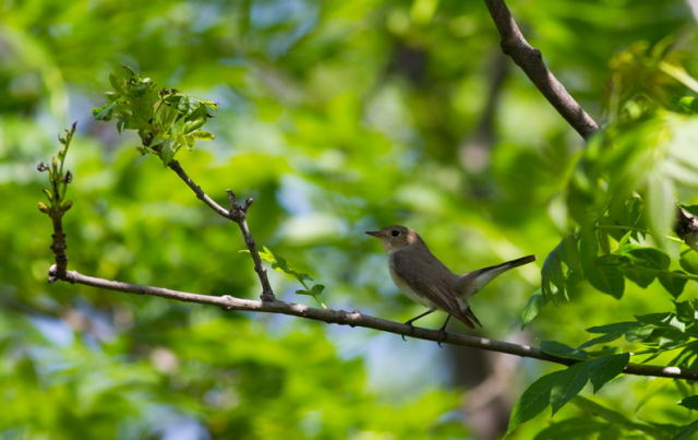 kis légykapó, Red-breasted flycatcher