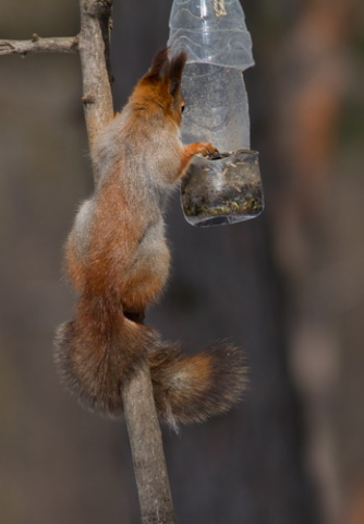 európai mókus, Red squirrel