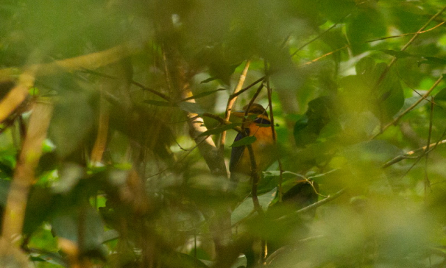Rufous-collared kingfisher