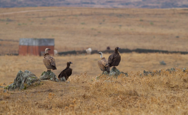 barátkeselyű-Cinereous vulture