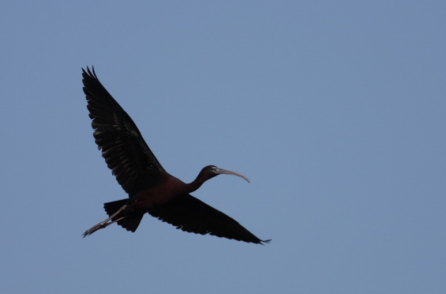 batla-Glossy Ibis
