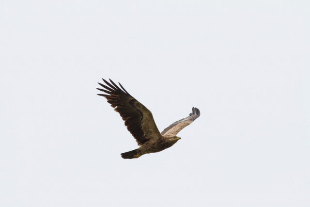békászósas-Lesser spotted eagle