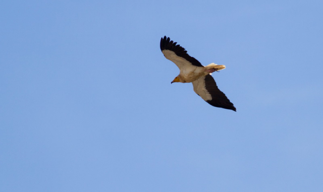 dögkeselyű-Egyptian vulture