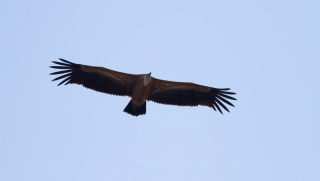fakó keselyű-Griffon vulture