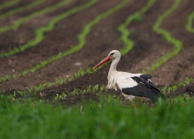 fehér gólya-White Stork