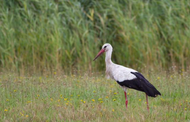 fehér gólya-White Stork
