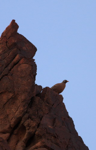 fehérfülű sivatagifogoly-Sand partridge