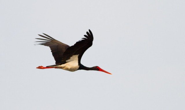 fekete gólya-Black Stork