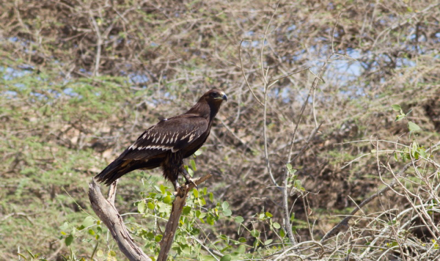 fekete sas- Greater spotted eagle