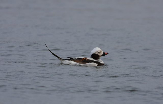 jeges réce-Long-tailed Duck