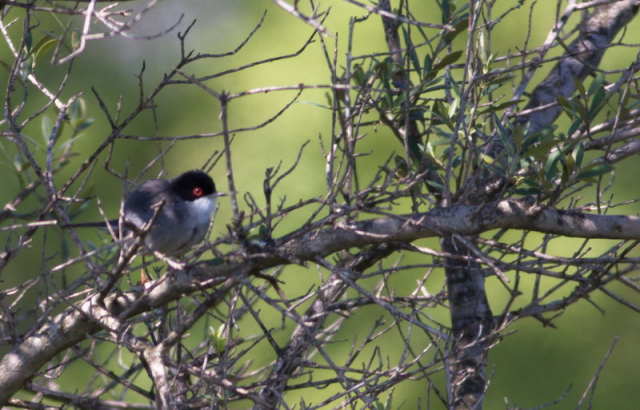kucsmás poszáta, Sardinian Warbler