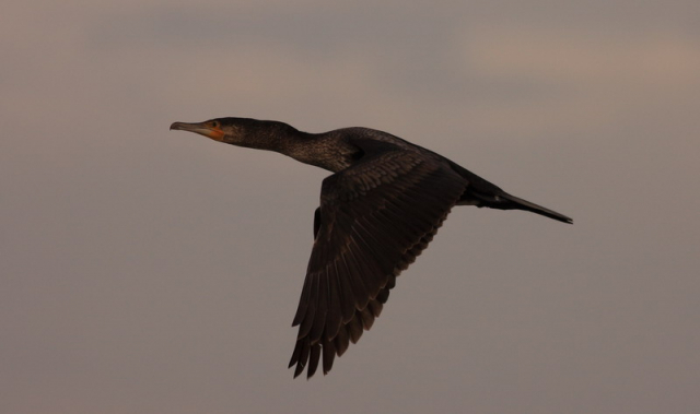 nagy kárókatona-Great Cormorant