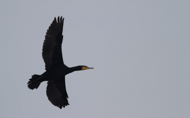 nagy kárókatona-Great Cormorant