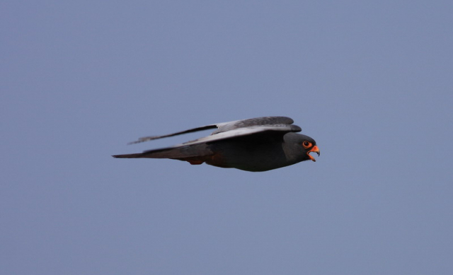 kék vércse-Red-footed Falcon