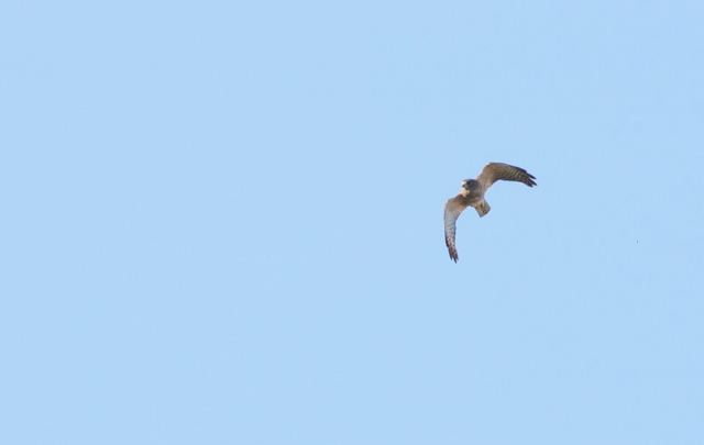 kis héja-Levant sparrowhawk