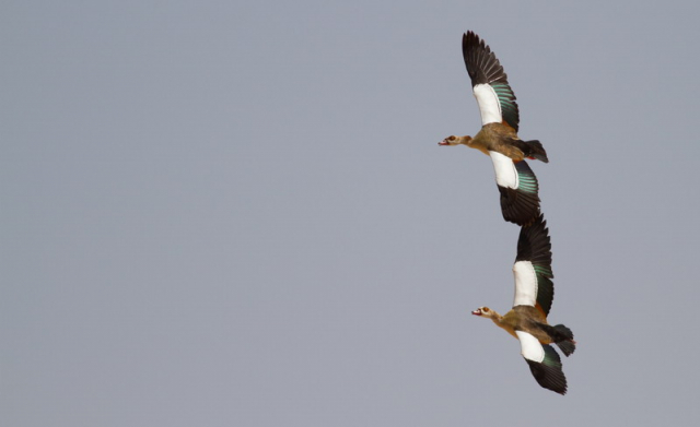 nílusi lúd-Egyptian Goose