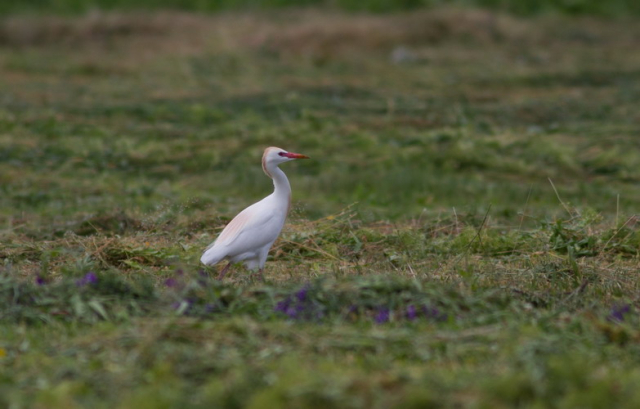 pásztorgém-Western Cattle Egret