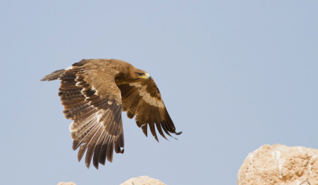 pusztai sas-Steppe Eagle