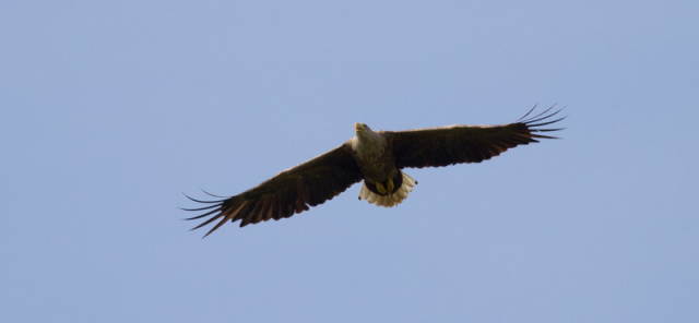 rétisas-White-tailed eagle