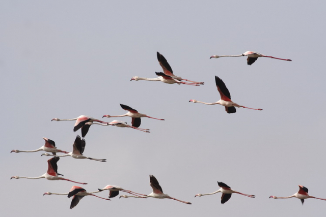 rózsás flamingó-Greater Flamingo
