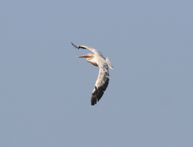 rózsás gödény-Great White Pelican