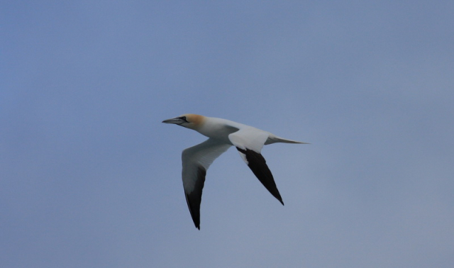 szula-Northern gannet