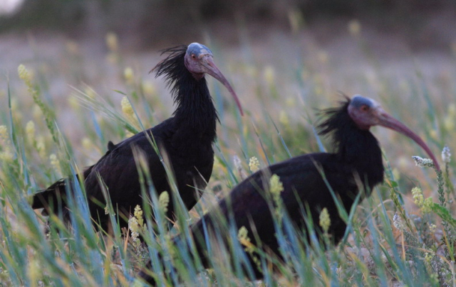 tarvarjú-Northern bald ibis