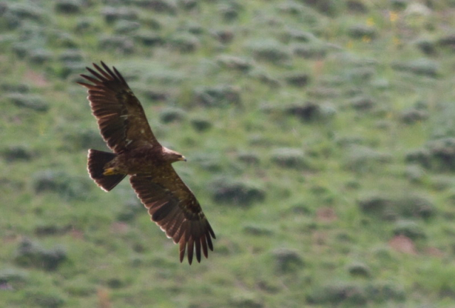 békászósas,Lesser spotted eagle