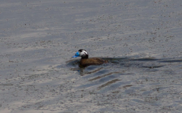 kékcsőrű réce,White-headed Duck