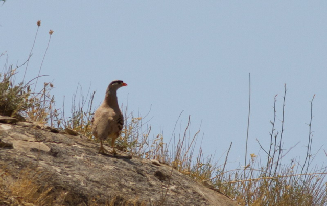 álarcos sivatagifogoly,See-see partridge