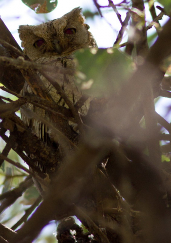 sivatagi füleskuvik-Pallid scops owl