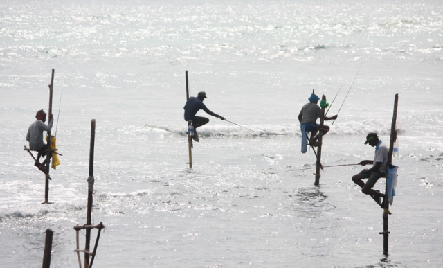 Sri Lanka gólyalábas horgászok