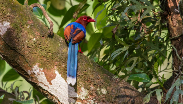 Sri Lanka Blue-Magpie