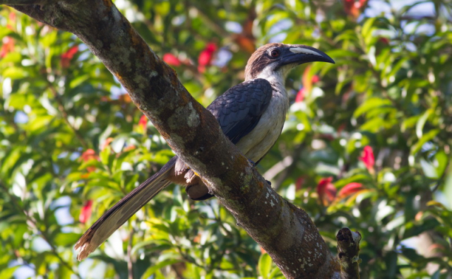 Sri Lanka Gray Hornbill